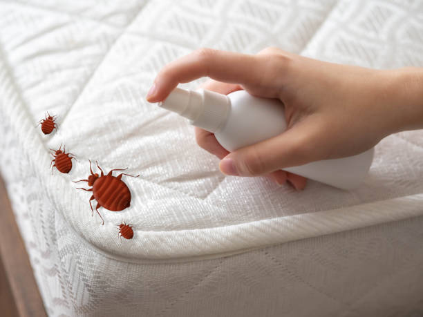 Professional Pest Control in Keedysville, MD